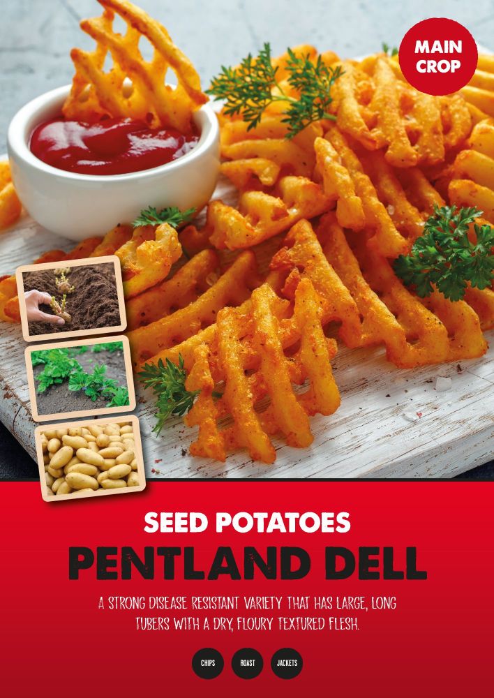 Seed Potatoes Main Crop - Pentland Dell -2kg