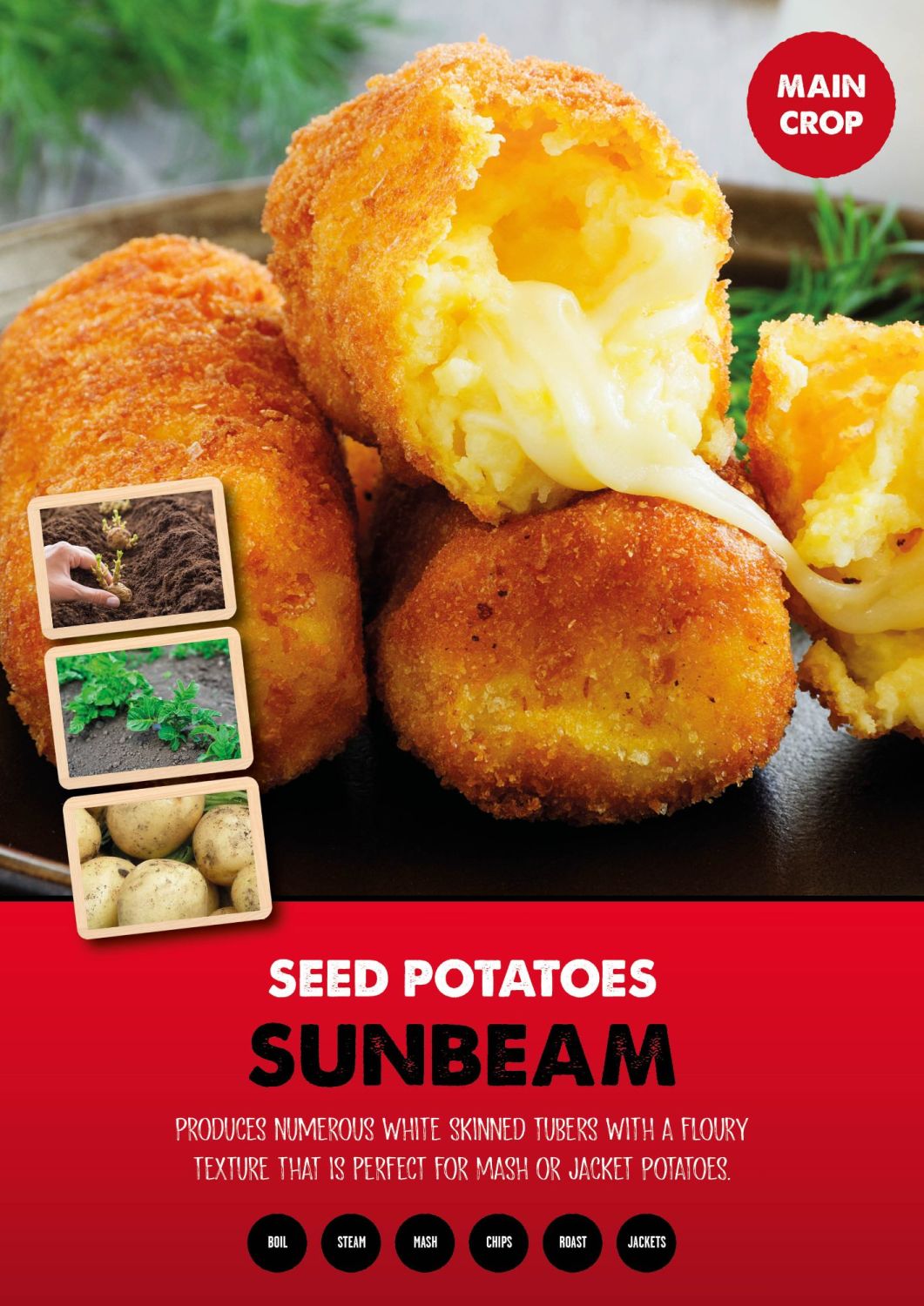 SUNBEAM seed potatoes main crop 