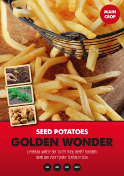 GOLDEN WONDER seed potatoes main crop 25kg