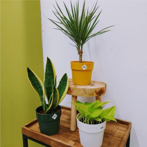 House Plants_Indoor Plants_Ireland