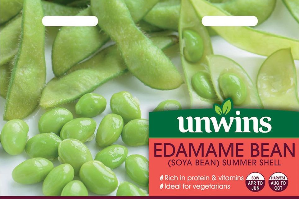 Edamame Bean Summer Shell - Soya  Bean
