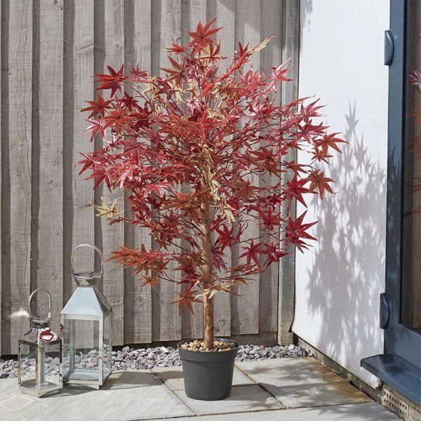 RED ACER