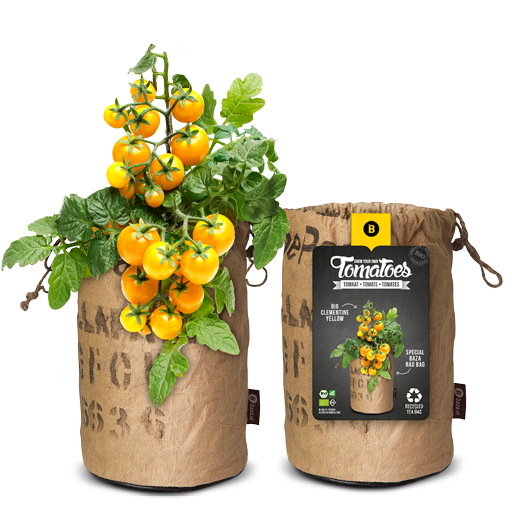 TOMATO BAGS - BIO COCTAIL CLEMENTINE YELLOW
