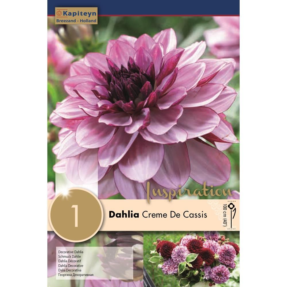Dahlia Creme De Cassis - 1 Bulb