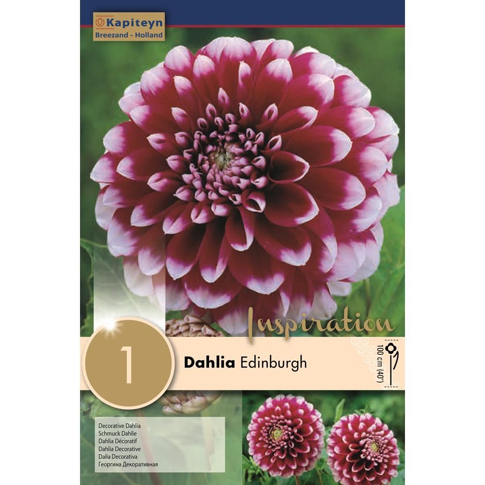 Dahlia Edinburgh 1 Bulb