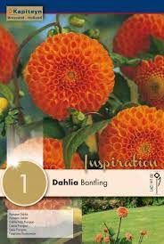 Dahlia Bantling - 1 Bulb