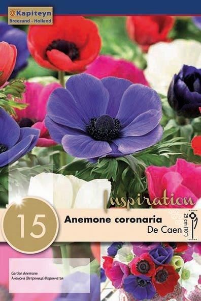 Anemone De Caen -