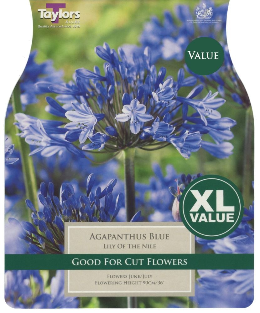 Agapanthus Blue -  4 Bulbs