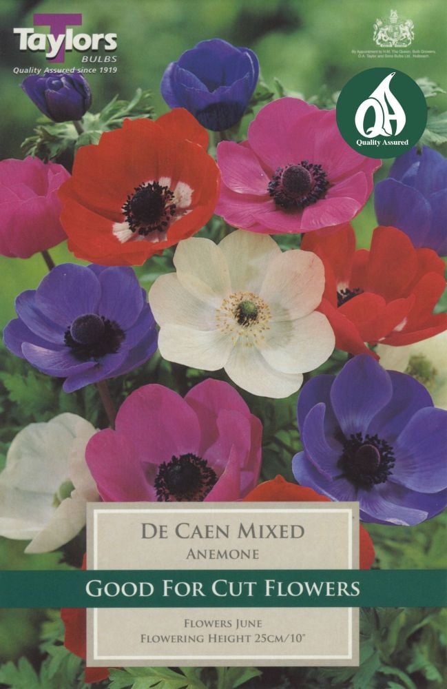 Anemone De Caen Mix - 12 Bulbs