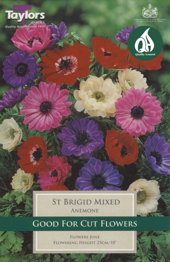Anemones St Brigid Mix - 10 Bulbs