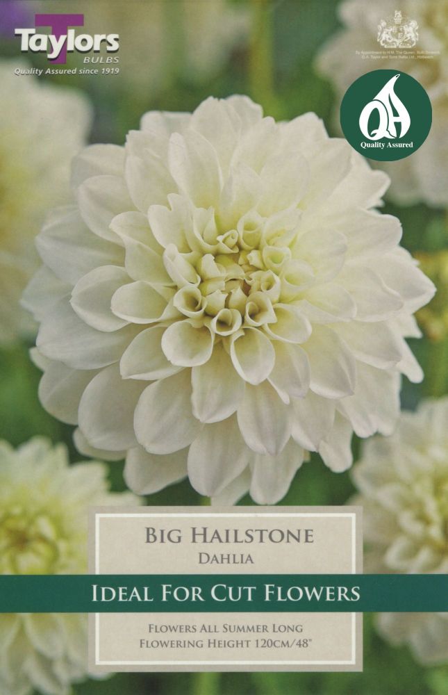 Dahlia Big Hailstone -  1 Bulb