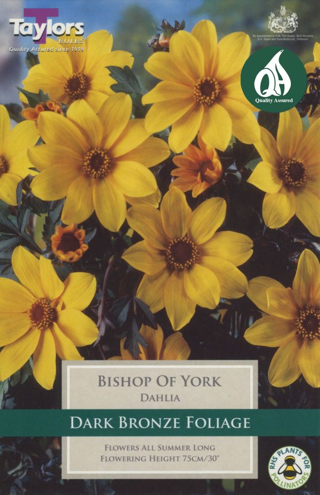 Dahlia Bishop of York - 1 Bulb
