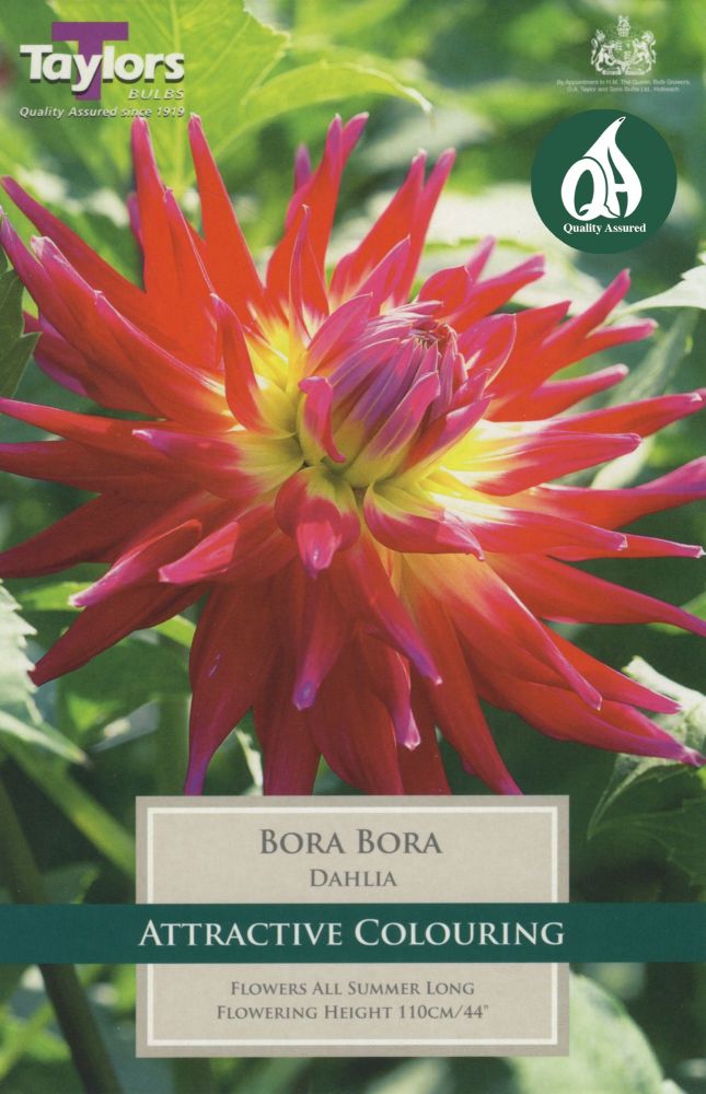 Dahlia Bora Bora - 1 Bulb