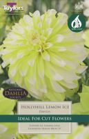 Dahlia Holly Hill Lemon Ice - 1 Bulb