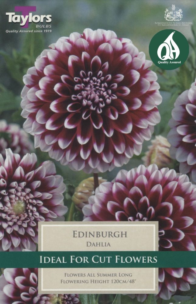 Dahlia Edinburgh - 1 Bulb
