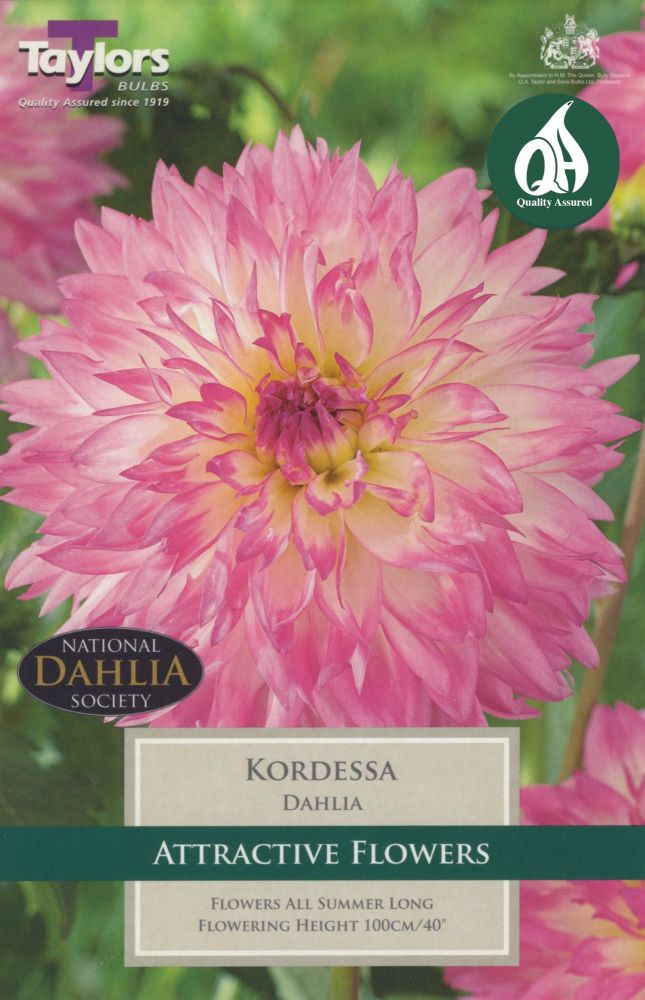 Dahlia Kordessa - 1 Bulb