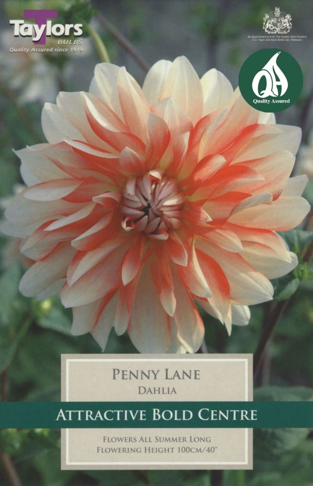 Dahlia Penny Lane - 1 Bulb