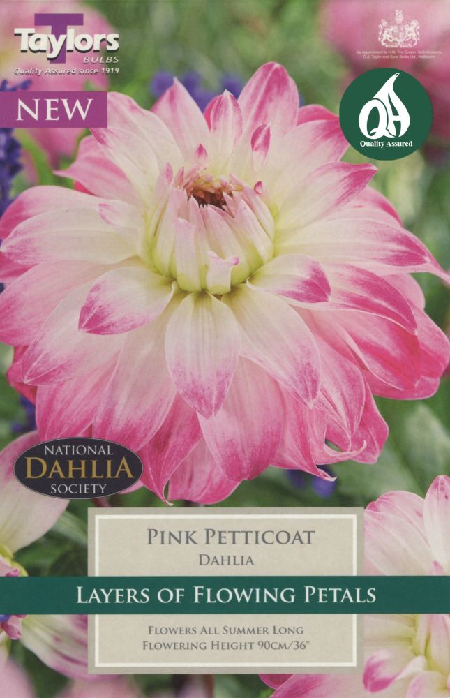 Dahlia Pink Petticoat - 1 Bulb