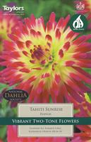 Dahlia Tahiti Sunrise - 1 Bulb