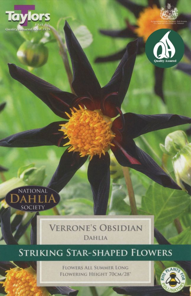 Dahlia Verrone's Obsidian - 1 Bulb