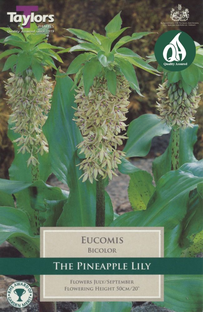 Eucois Bicolor - 2 Bulbs