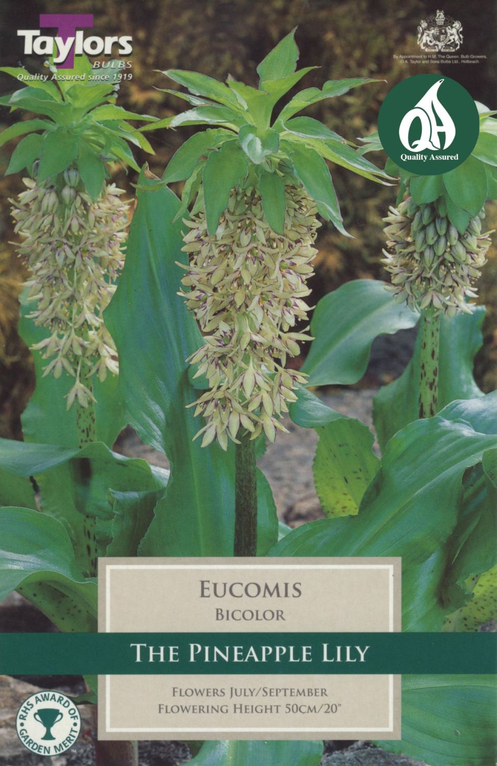 EUCOMIS BICOLOR