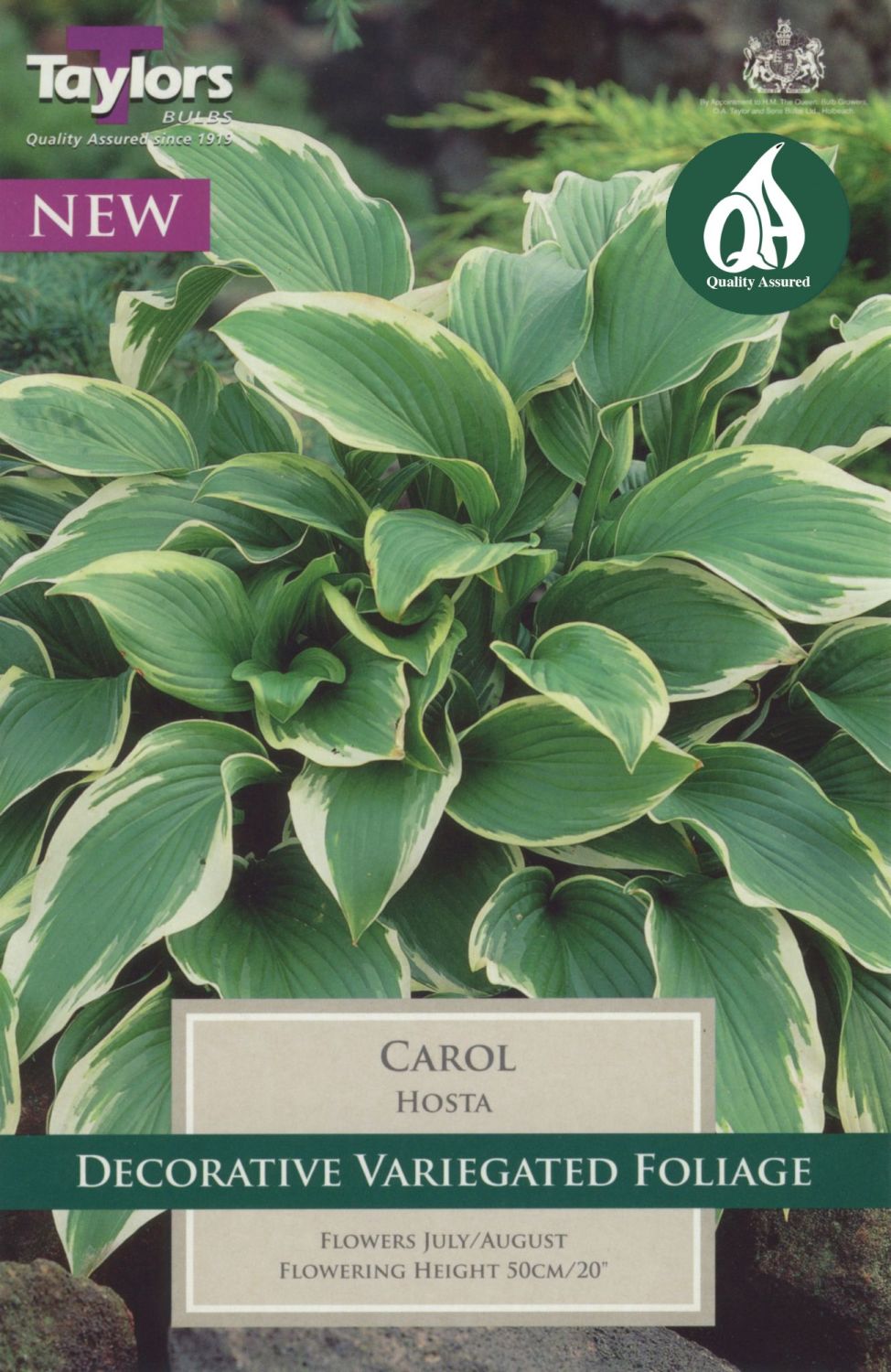 HOSTA CAROL