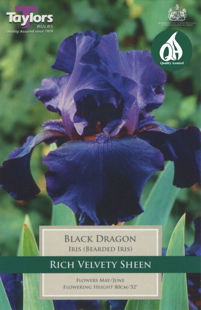 Iris Black Dragon - 1 Bulb