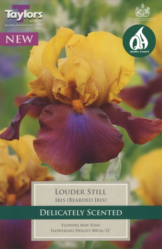 Iris Louder Still - 1 Bulb