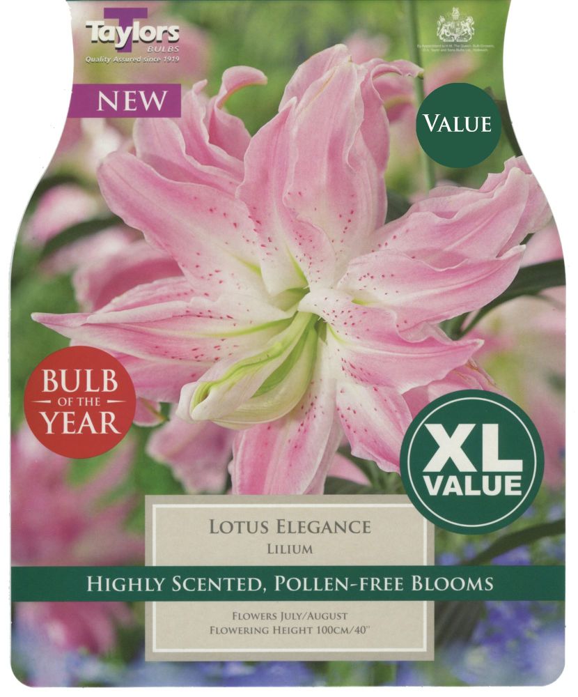 Lily Lotus Elegance - 3 Bulbs