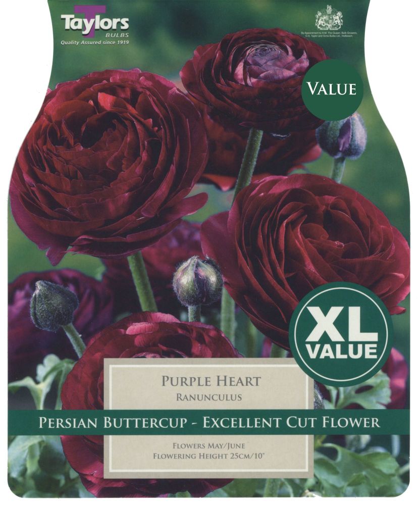 Ranunculus Purple Heart -25 Bulbs