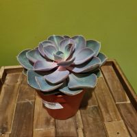 ECHEVERIAN 'PEARL OF NEURENBERG'