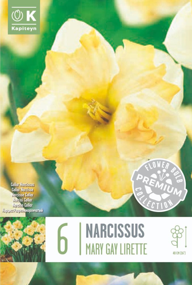 NARCISSUS MARY GAY