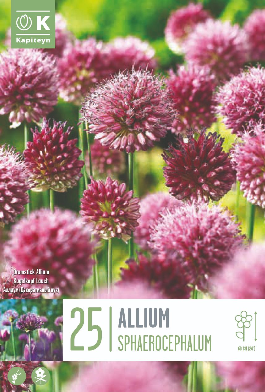 ALLIUM SPHAEROCEPHALON