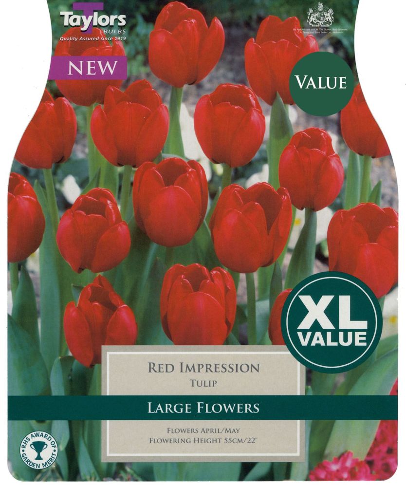 TULIP RED IMPRESSION XL