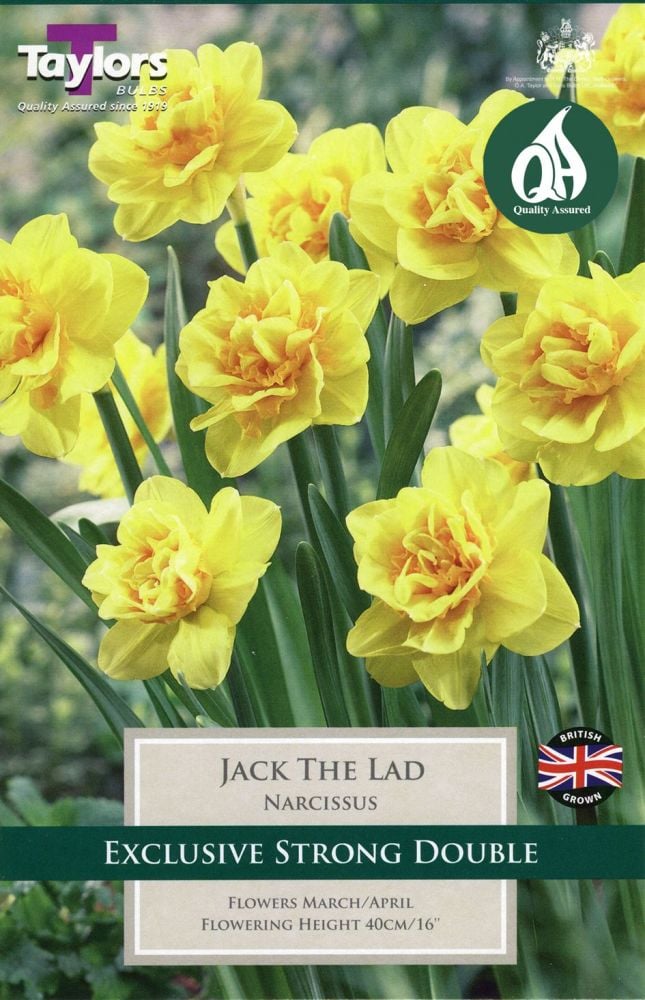 NARCISSUS JACK THE LAD