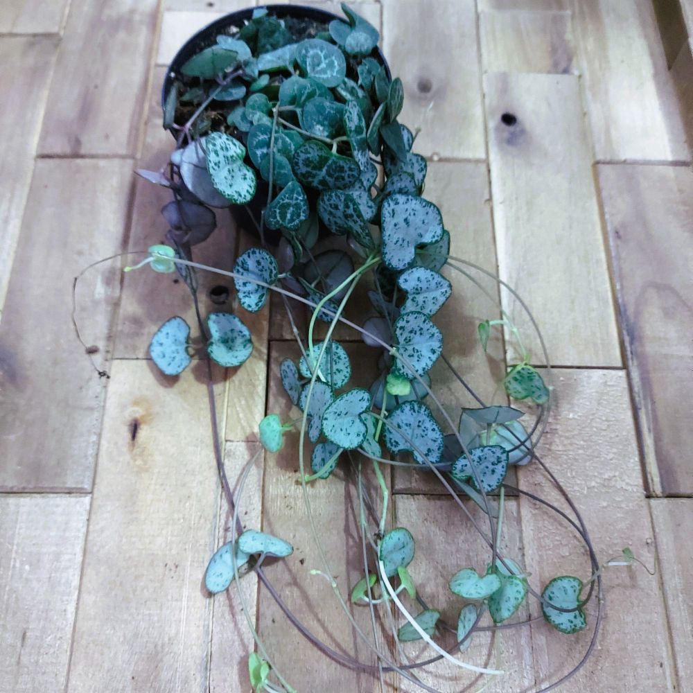 Ceropegia woodii String of hearts