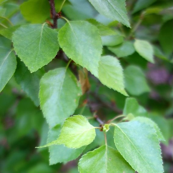 Betula Pendula - Birch 90-120cm pack of 5