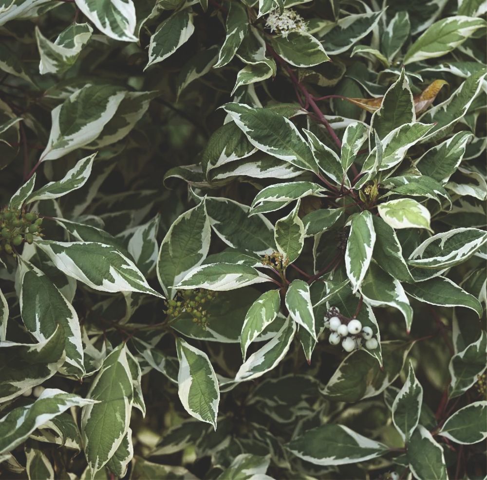 Cornus Alba elegantissima- White Variegated 40- 60 cm pack of 5