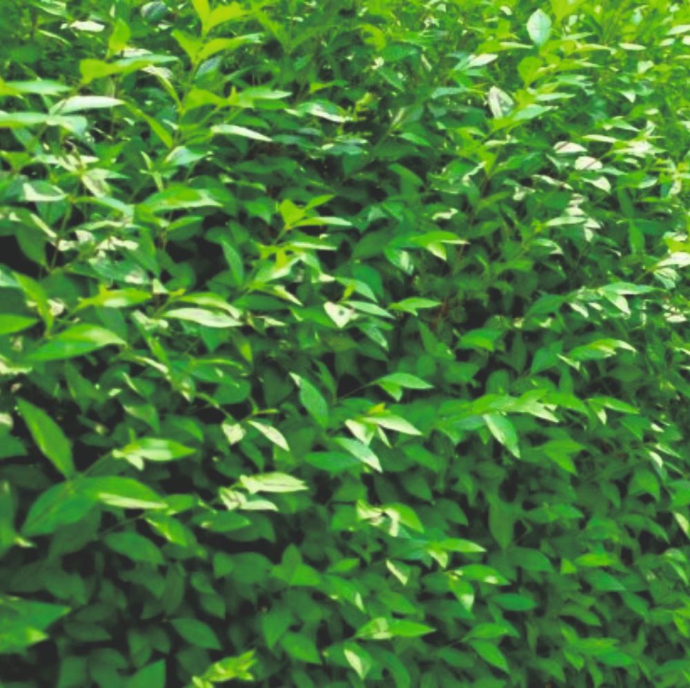 Ligustrum Oval Aureum - Green Privet 40-60cm