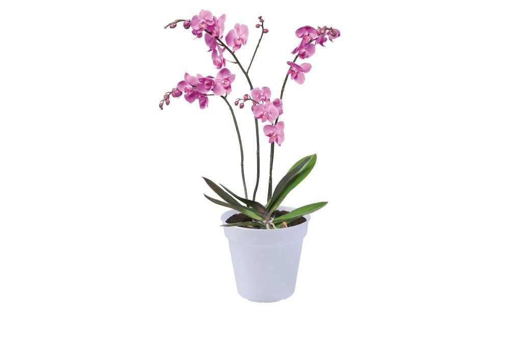 GREEN BASIC ORCHID 17 transparent
