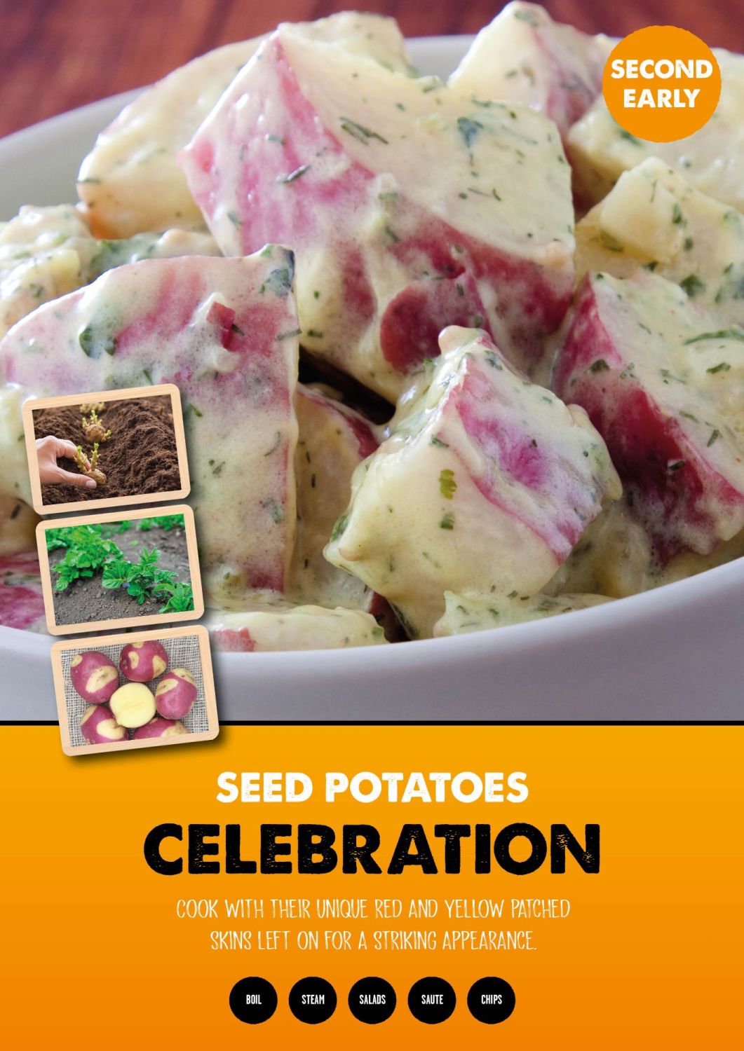 Celebration second earliers seed potato