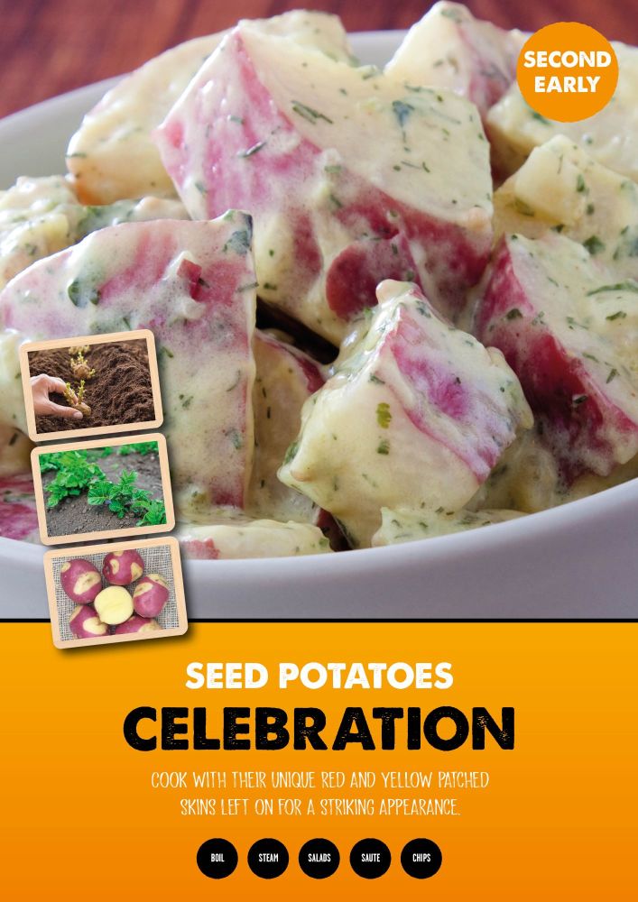 Celebration second earlies seed potato