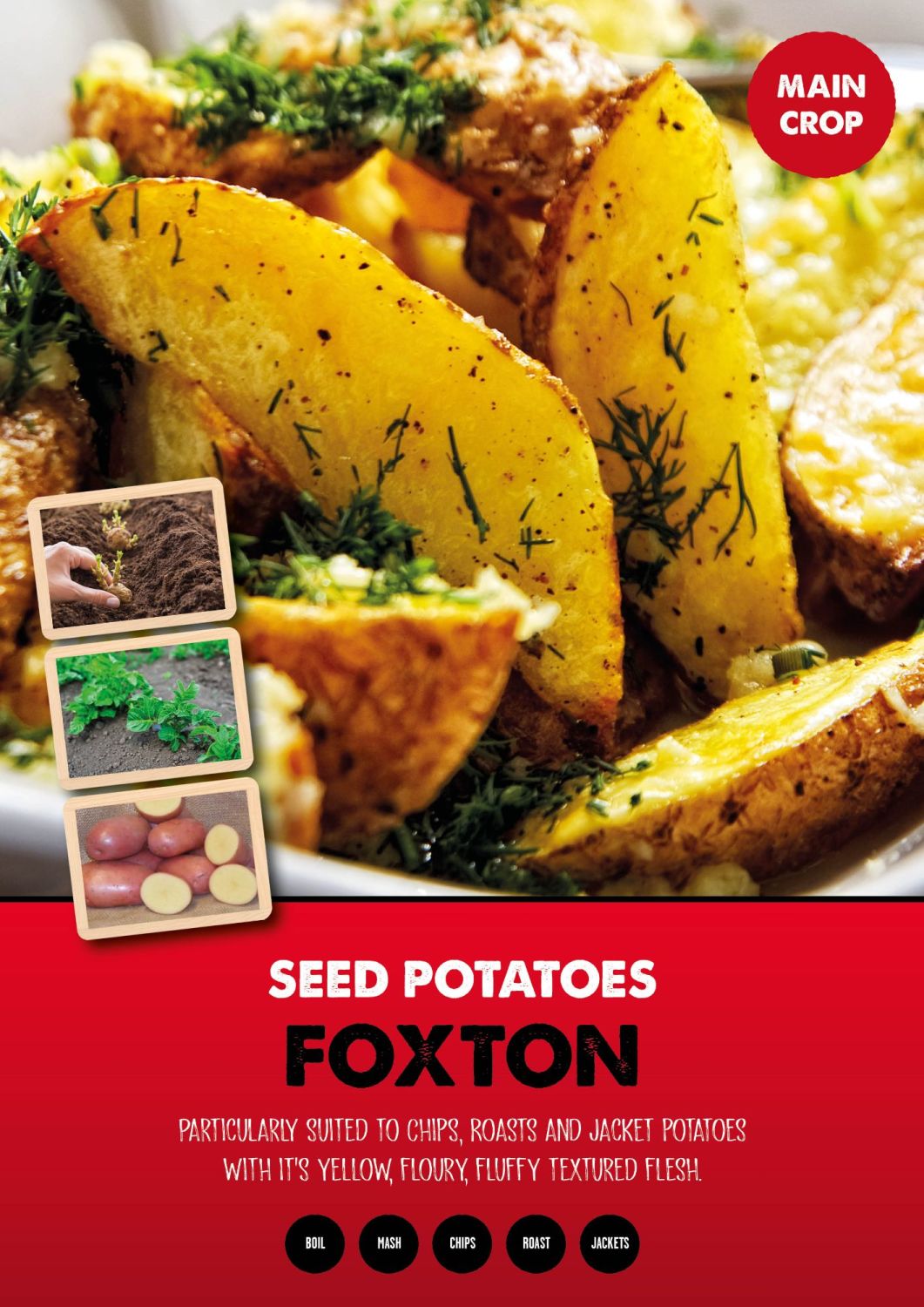 Foxton seed potatoes main crop