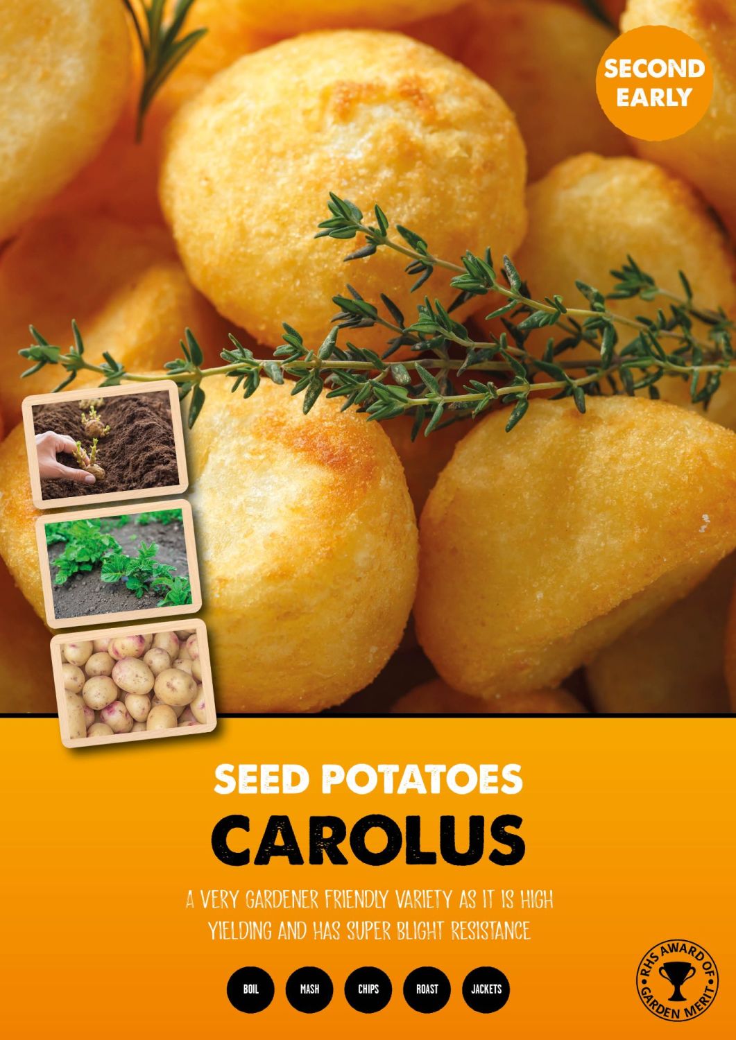 CAROLUS seed potato second earlies crop