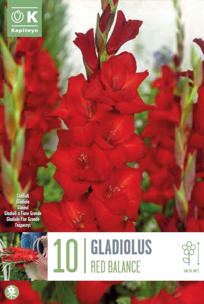 Bag Gladioli Red Balnace - 10 Bulb