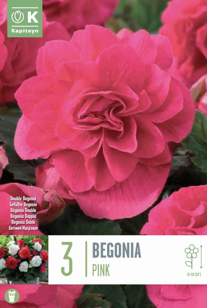 Begonia Double Pink x3