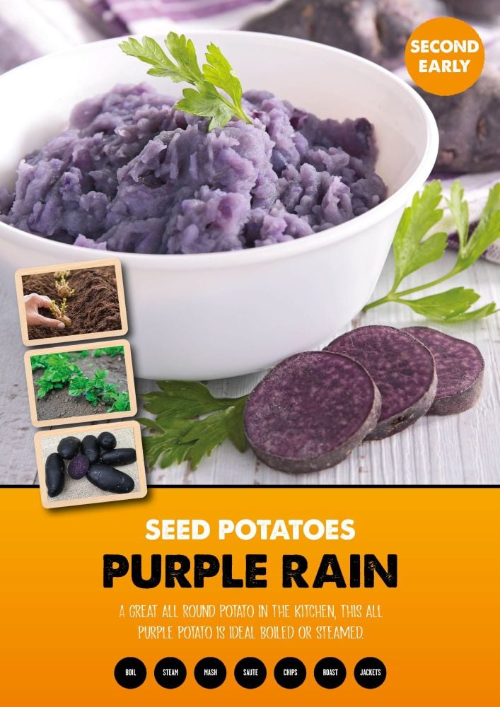 Purple rain second earlies seed potatoes 2kg bag