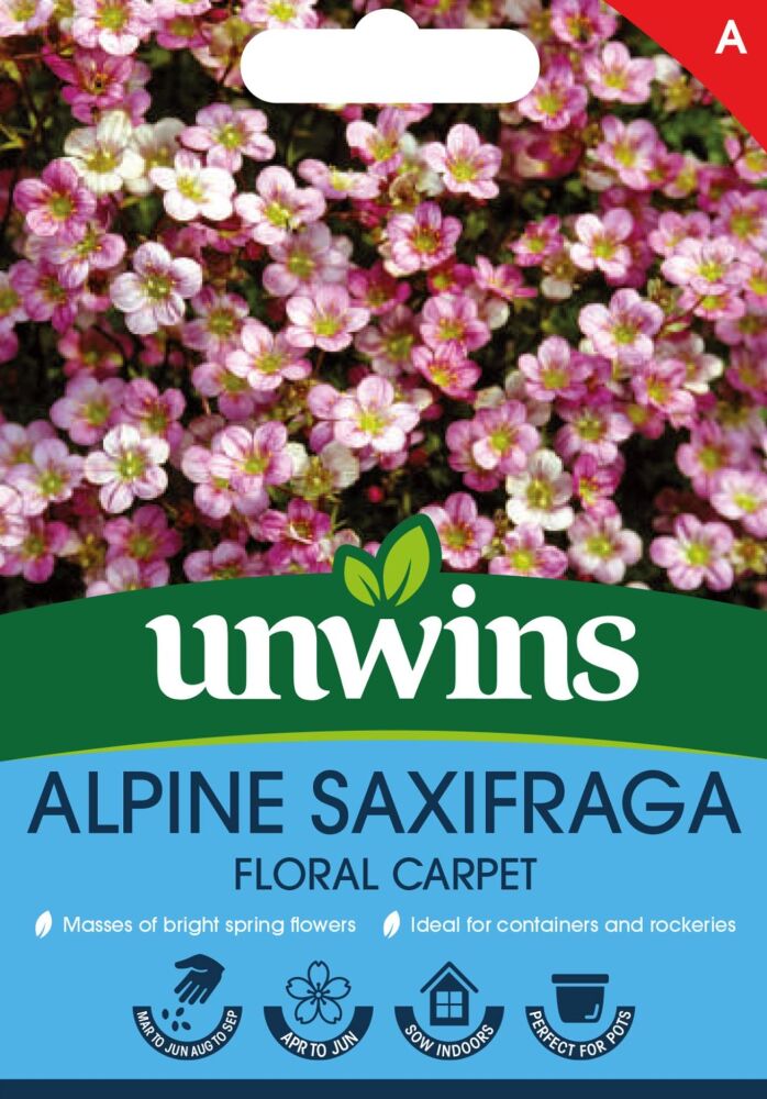 Alpine Saxifraga Floral Carpet