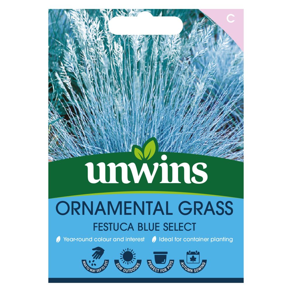 Ornamental Grass Festuca Blue Select